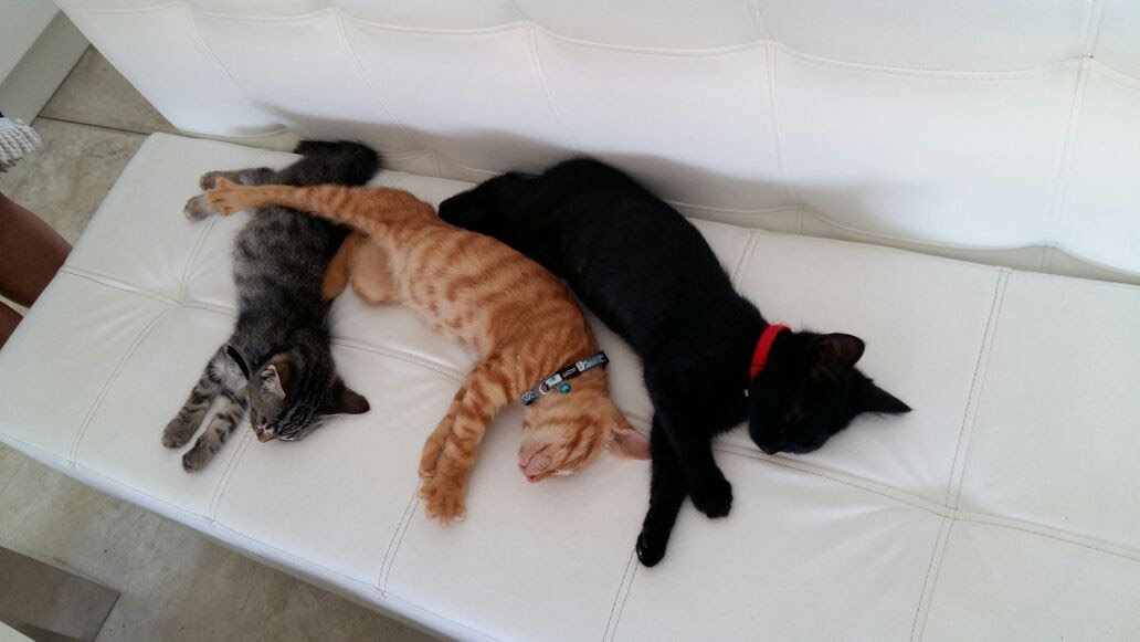 pet carring